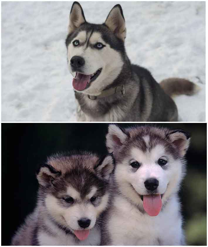 Cách phân biệt chó Alaska và chó Husky cực dễ chỉ bằng mắt thường