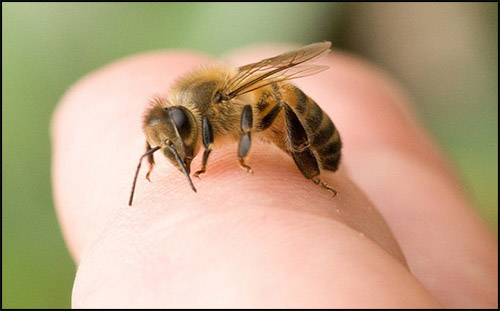 Cách hữu hiệu giải quyết vấn đề “làm gì khi bị ong đốt?”
