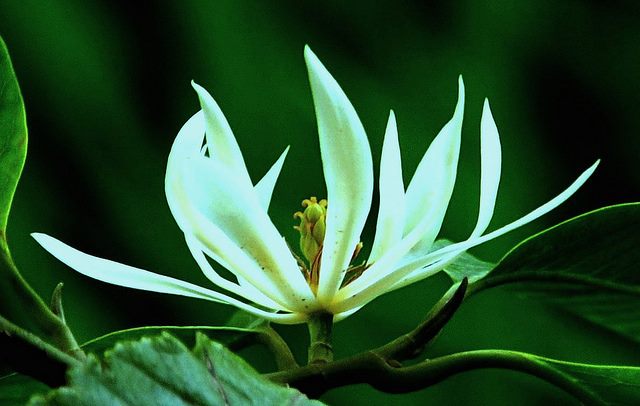 Hoa ngọc lan là một loài hoa đặc trưng cho mùa thu Hà Nội với hương thơm không lẫn vào đâu được