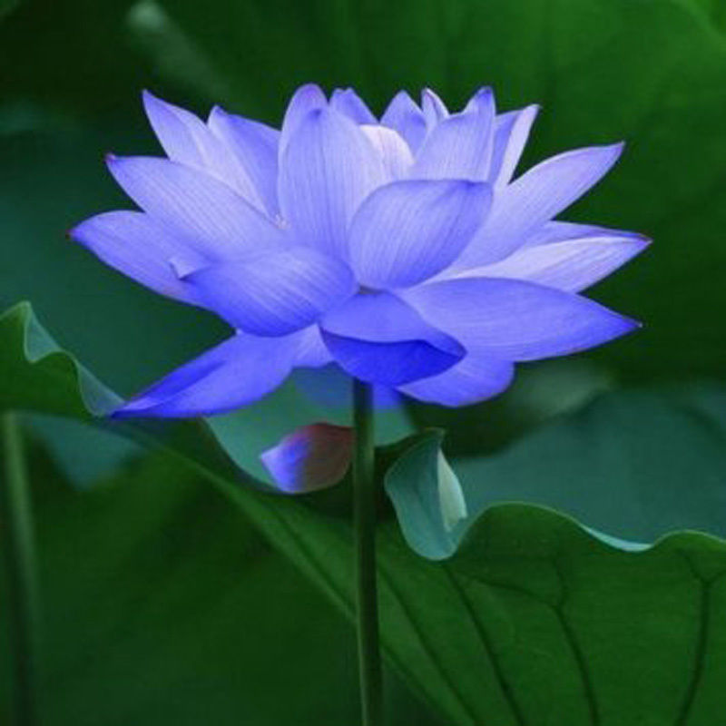 Hoa sen xanh tượng trưng cho tự do