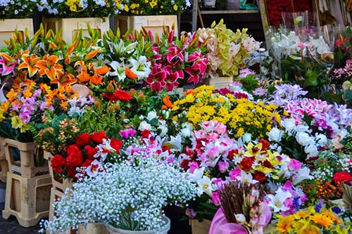 Tổng hợp những loài hoa tượng trưng cho ngày tết